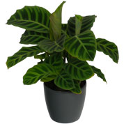 Calathea 'Zebrina' + Anthracite Cachepot